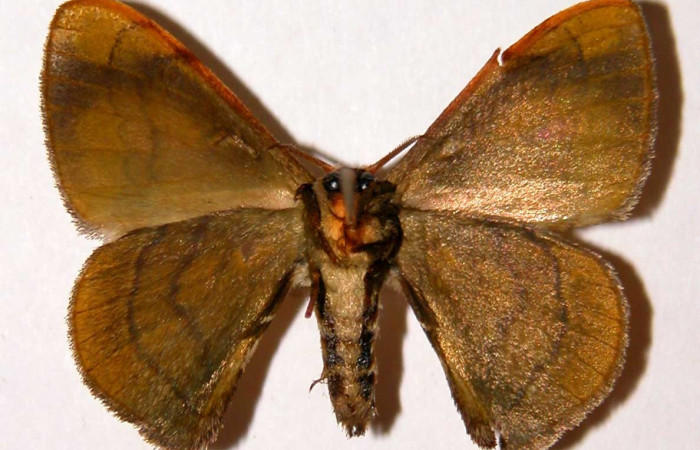 Fig. 17. Adulto de <i>Anticla antica</i>, vista ventral. Voucher: 01-SRNP-23441-DHJ33987     