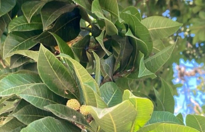 Fig 21. Planta hospedera de <i>Anticla</i> anticaDHJ02, <i>Brosimum alicastrum</i> (Moraceae).        