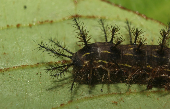 Fig.10 Larva <i>Hylesia magdalenex</i>, (Saturniidae), se alimenta <i>Virola koschnyi</i>, (Myristicaceae), mostrando la parte trasera. Voucher: 14-SRNP-71344-DHJ723529.jpg.