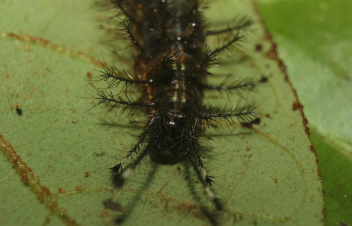 Fig.11 Larva <i>Hylesia magdalenex</i>, (Saturniidae), se alimenta <i>Virola koschnyi</i>, (Myristicaceae), mostrando la parte cabeza. Voucher: 14-SRNP-71344-DHJ723530.jpg.