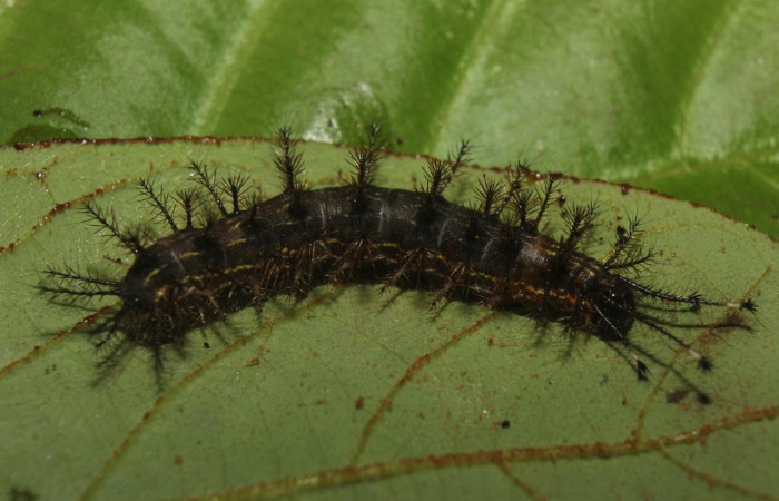 Fig.12 Larva <i>Hylesia magdalenex</i>, (Saturniidae), se alimenta <i>Virola koschnyi</i>, (Myristicaceae), mostrando la parte dorsal entero. Voucher: 14-SRNP-71344-DHJ723532.jpg.