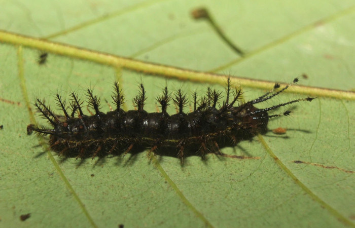 Fig.13 Larva <i>Hylesia magdalenex</i>, (Saturniidae), se alimenta <i>Virola koschnyi</i>, (Myristicaceae), mostrando la parte dorsal entero. Voucher: