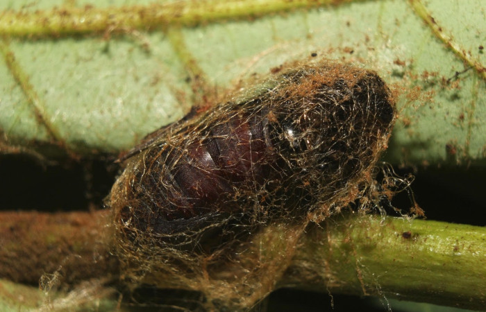 Fig.15 Pupa envuelta seda <i>Hylesia magdalenex</i>, (Saturniidae), mostrando pupa donde va formando toda sus partes la mariposa. Voucher: 14-SRNP-71344-DHJ723637.jpg.