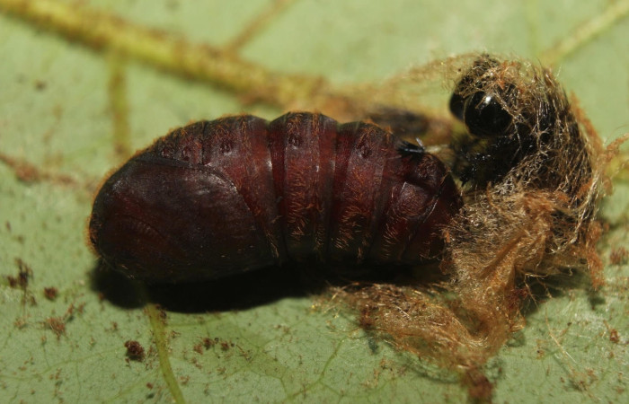 Fig.16 Pupa <i>Hylesia magdalenex</i>, (Saturniidae), mostrando la pupa y a la par la muda. Voucher: 14-SRNP-71344-DHJ723639.jpg.