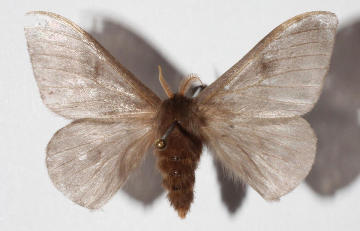 Fig.1 Adulto <i>Hylesia magdalenex</i>, Saturniidae, macho mostrando la parte dorsal. Voucher: 14-SRNP-71346-DHJ900722.