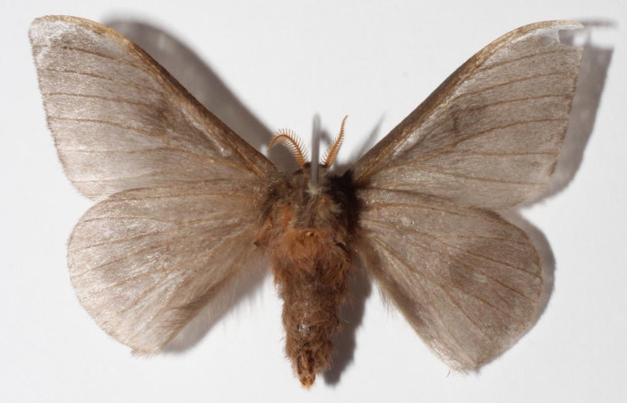 Fig.2  Adulto <i>Hylesia magdalenex</i>, Saturniidae, macho mostrando la parte ventral. Voucher: 14-SRNP-71346-DHJ900723.