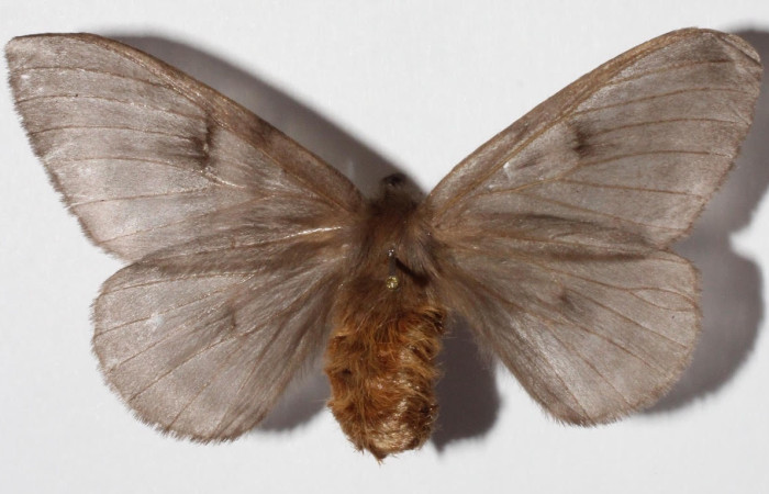Fig.3  Adulto <i>Hylesia magdalenex</i>, Saturniidae, hembra mostrando la parte dorsal. Voucher: 14-SRNP-71363-DHJ900728.
