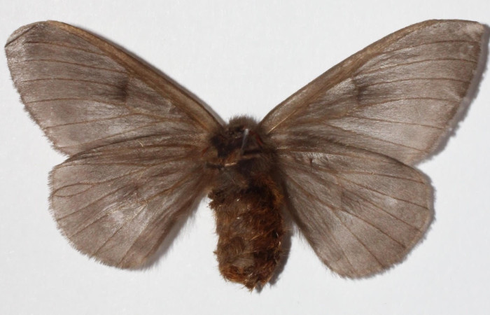Fig.4  Adulto <i>Hylesia magdalenex</i>, Saturniidae, hembra mostrando la parte ventral. Voucher: 14-SRNP-71363-DHJ900729.