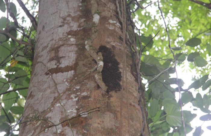 Fig.5 Larvas <i>Hylesia magdalenex</i>, (Saturniidae), se alimenta <i>Virola koschnyi</i>, (Myristicaceae), mostrando la parte dorsal entero. Voucher: 14-SRNP-71344-DHJ723518.jpg.