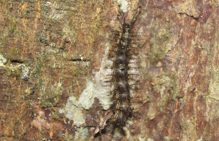 Fig.6 Larva <i>Hylesia magdalenex</i>, (Saturniidae), se alimenta <i>Virola koschnyi</i>, (Myristicaceae), mostrando la parte dorsal entero. Voucher: 14-SRNP-71344-DHJ723522.jpg.