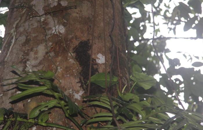 Fig.8 Larvas en la corteza del árbol <i>Hylesia magdalenex</i>, (Saturniidae), se alimenta <i>Virola koschnyi</i>, (Myristicaceae), mostrando la parte dorsal entero. Voucher: 14-SRNP-71344-DHJ723526.jpg.