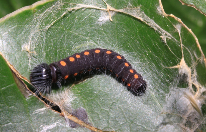 Figura 5. <i>Creonpyge</i> creonDHJ02 (Hesperiidae) larva en tercer estadio, posición dorsal. Voucher 15-SRNP-30170-DHJ721573.jpg.