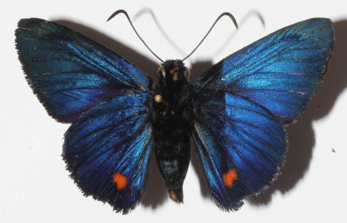 Figura 17. Adulto de <i>Creonpyge</i> creonDHJ02 (Hesperiidae), vistal dorsal, Voucher 15-SRNP-30170-DHJ907769.jpg.