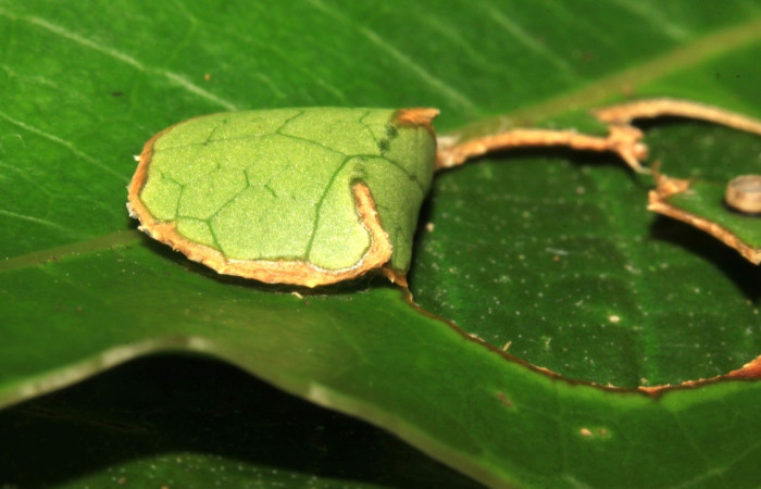 Figura 3. Casita de <i>Creonpyge</i>Figura 4. Casita de Creonpyge creonDHJ02 (Hesperiidae) larva en segundo estadio, posición lateral. Voucher 15-SRNP-30172-DHJ803569.jpg. creonDHJ02 (Hesperiidae) primer estadio. Voucher 15-SRNP-30171-DHJ721583.jpg