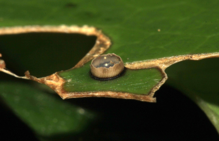 Figura 2. Cáscara del huevo que eclosiono <i>Creonpyge</i> creonDHJ02 (Hesperiidae). Voucher 15-SRNP-30171-DHJ721585.jpg.