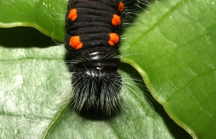Figura 7. <i>Creonpyge</i> creonDHJ02 (Hesperiidae), último estadio, posición frontal. Estación Cacao. Voucher 16-SRNP-35110-DHJ709609.jpg.