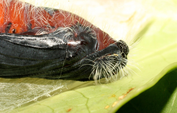 Figura 13. Pupa de <i>Creonpyge</i> creonDHJ02 (Hesperiidae), posición lateral cabeza. Voucher 16-SRNP-35181-DHJ709637.jpg.