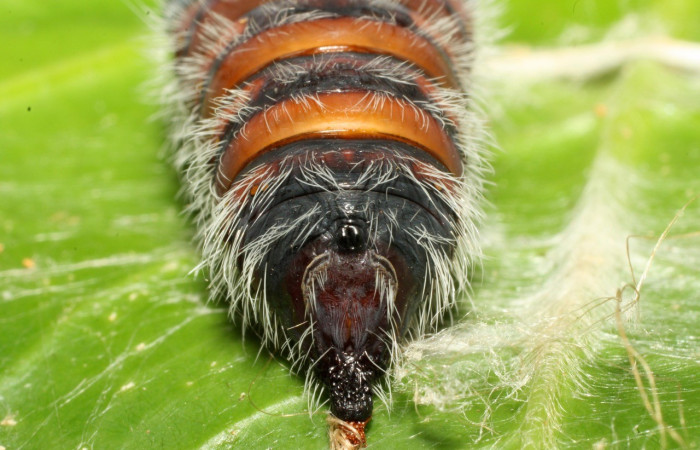 Figura 15. Pupa de <i>Creonpyge</i> creonDHJ02 (Hesperiidae), posición trasera ventral. Voucher 16-SRNP-35181-DHJ709643.jpg.