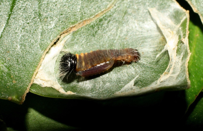 Figura 9. Parásito de <i>Creonpyge</i> creonDHJ02 (Hesperiidae), avispa de la familia (Hymenoptera) saliendo de la larva en primer estadio.  Voucher 16-SRNP-35189-DHJ709658.jpg.