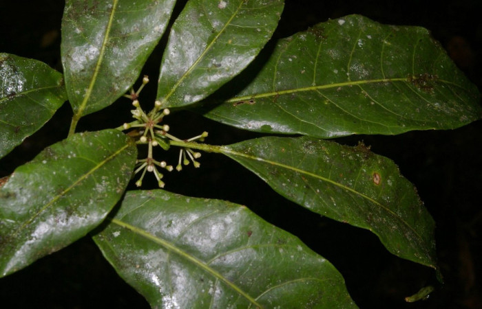 Figura 20. <i>Dendropanax querceti</i> (Araliaceae), planta hospedera de <i>Creonpyge</i> creonDHJ02 (Hesperiidae). Foto. Especies vegetales del Area de Conservación Guanacaste.