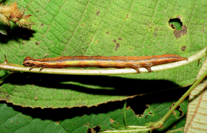 <i>Lesmone formularis</i> (Erebidae) Larva de<i>Lesmone formularis</i> (Erebidae), último estadío, alimentandose de la planta hospedera <i>Mimosa quadrivalvis</i> (Fabaceae).