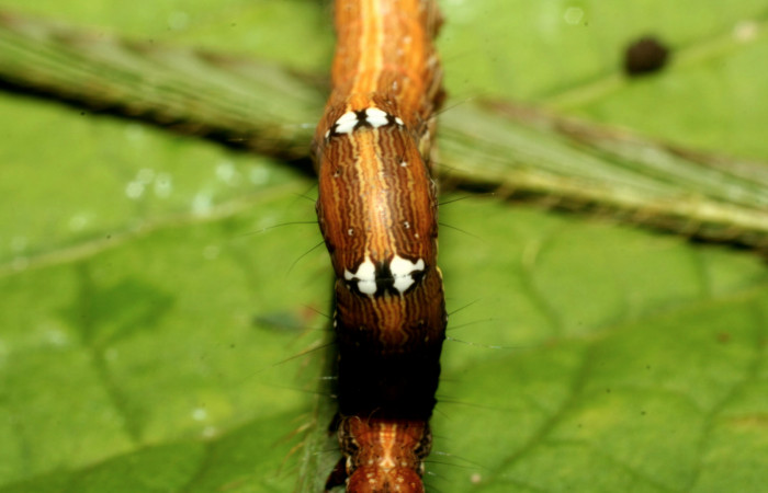 Larva de <i>Lesmone formularis</i> (Erebidae), dorsal torax, último estadío. Voucher 05-SRNP-34676