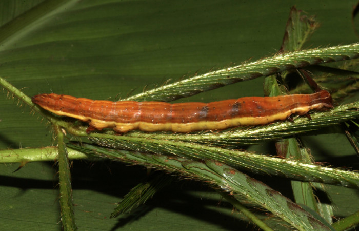 Figura 7. Larva de <i>Lesmone formularis</i> (Erebidae). Vista lateral, último estadío 49 mm. Voucher: 18-SRNP-32105-DHJ748336.jpg.