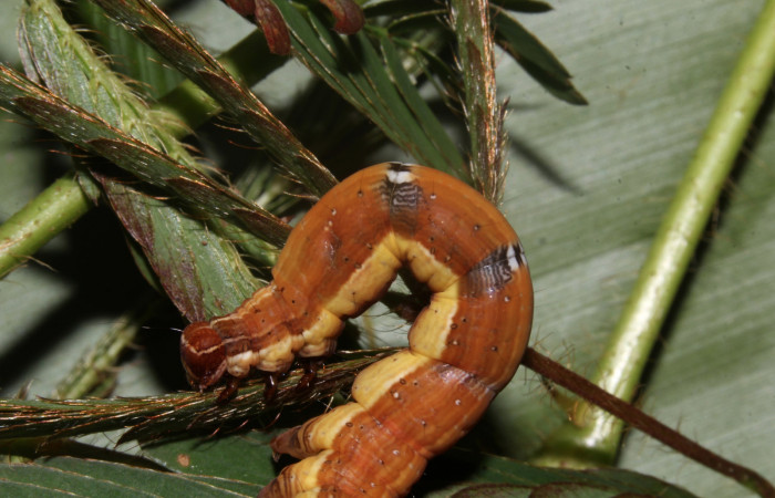 Figura 8. Larva de <i>Lesmone formularis</i> (Erebidae). Lateral torax, último estadío 49 mm. Voucher: 18-SRNP-32105-DHJ748337.jpg.