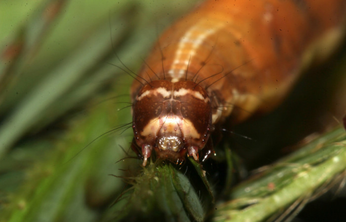 Figura 11. Larva de <i>Lesmone formularis</i> (Erebidae). Cabeza de frente, último estadío 49 mm. Voucher: 18-SRNP-32105-DHJ748341.jpg.