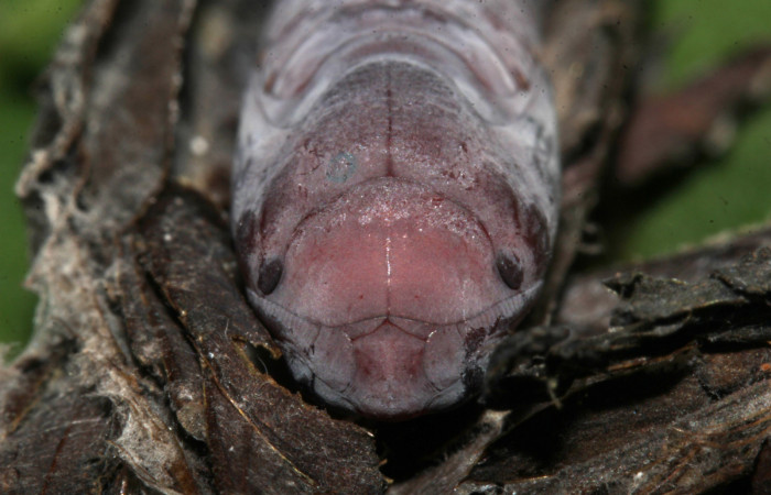 Figura 16. Pupa de frente <i>Lesmone formularis</i> (Erebidae). Pupa 20 mm. Foto: 21/diciembre/2018. Voucher: 18-SRNP-32105-DHJ748511.jpg.