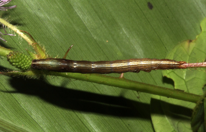 Figura 4. Larva de <i>Lesmone formularis</i> (Erebidae). Vista dorsal, penultimo estadío 32 mm. Voucher: 18-SRNP-32106-DHJ748346.jpg.