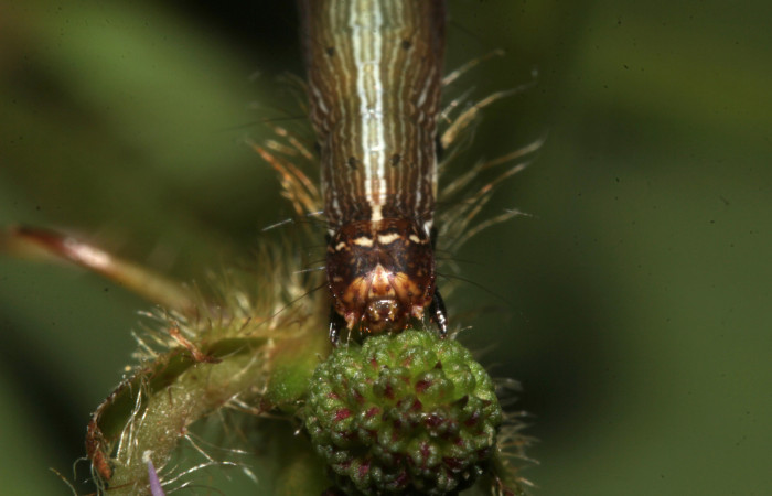 Figura 5. Cabeza de frente <i>Lesmone formularis</i> (Erebidae), penultimo estadío 32 mm. Voucher: 18-SRNP-32106-DHJ748350.jpg.