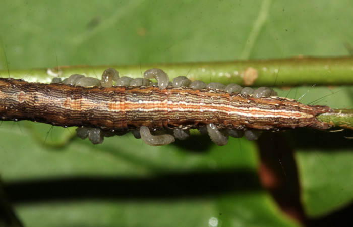 Figura 20. Larva de <i>Lesmone formularis</i> (Erebidae), parásitada de Braconidae, estadio intermedio 33 mm. Larvas de Braconidae. Sector Pitilla. Foto: 09/Enero/2019. Voucher: 19-SRNP-30015-DHJ748558.jpg.