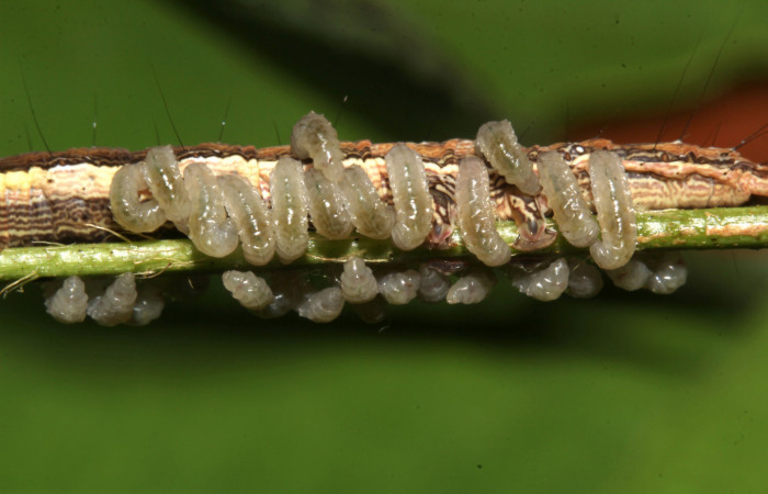 Figura 21. Parásitos de la larva <i>Lesmone formularis</i> (Erebidae), estadio intermedio 33 mm. Larvas de Braconidae. Sector Pitilla. Foto: 09/Enero/2019. Voucher: 19-SRNP-30015-DHJ748560.jpg.