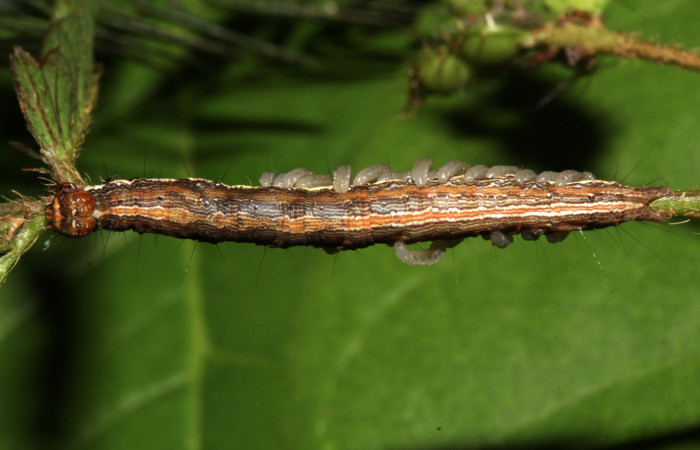 Figura 17. Parásitos de la larva <i>Lesmone formularis</i> (Erebidae), estadio intermedio 33 mm. Larvas de Braconidae. Sector Pitilla. Foto: 09/Enero/2019. Voucher: 19-SRNP-30015-DHJ748564.jpg.