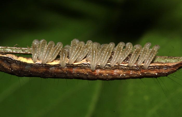 Figura 19. Parásitos de la larva <i>Lesmone formularis</i> (Erebidae), estadio intermedio 33 mm. Larvas de Braconidae. Sector Pitilla. Foto: 09/Enero/2019. Voucher: 19-SRNP-30015-DHJ748565.jpg.