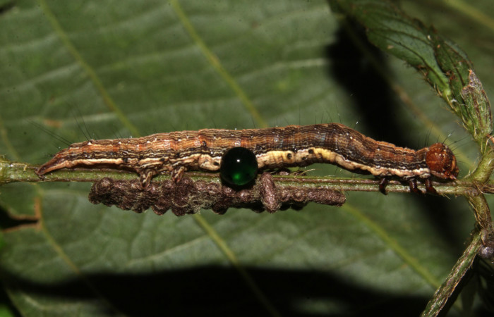 Figura 23. Larva de <i>Lesmone formularis</i> (Erebidae), estadio intermedio 33 mm. Capullos de Braconidae. Sector Pitilla. Foto: 09/Enero/2019. Voucher: 19-SRNP-30015-DHJ748569.jpg.