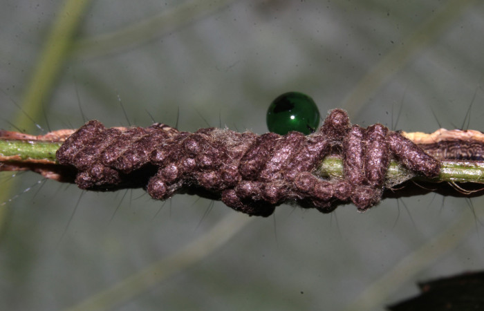 Figura 26. Larva de <i>Lesmone formularis</i> (Erebidae). estadio intermedio 33 mm. Capullos de Braconidae. Sector Pitilla. Foto: 09/Enero/2019. Voucher: 19-SRNP-30015-DHJ748572.jpg.