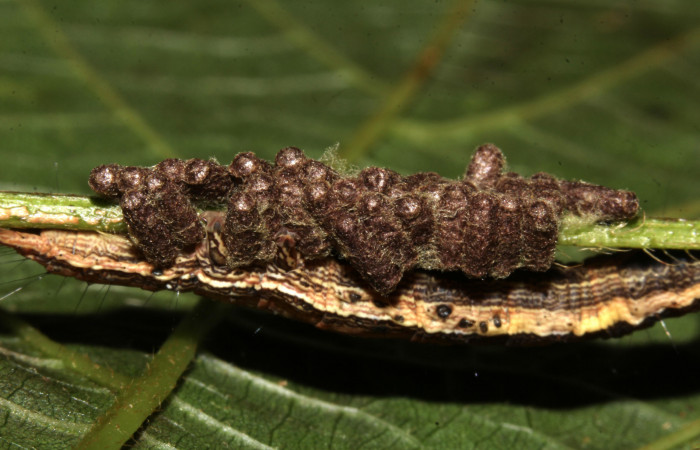 Figura 24. Larva de <i>Lesmone formularis</i> (Erebidae), estadio intermedio 33 mm. Capullos de Braconidae. Sector Pitilla. Foto: 09/Enero/2019. Voucher: 19-SRNP-30015-DHJ748573.jpg.