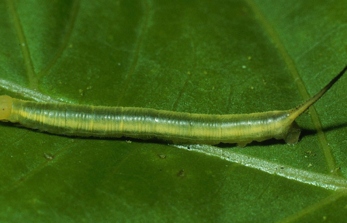 Figura 5. Larva <i>Xylophanes kaechi</i> (Sphingidae), en tercer estadío (PPU), vista lateral, localidad San Lucas, Sector Rincon Rain Forest ACG (320m). Voucher: 03-SRNP-11920-DHJ76040.jpg.