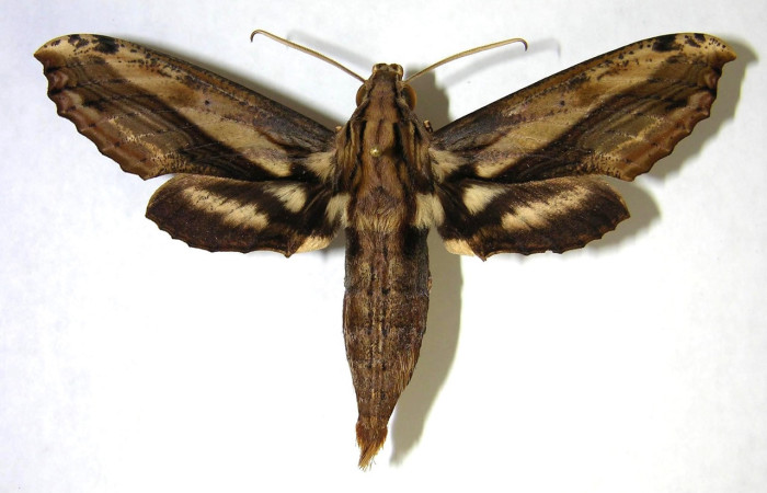 Figura 1. Adulto de <i>Xylophanes kaechi</i> (Sphingidae), macho vista dorsal, localidad Quebrada Lajosa, Sector Del Oro ACG (400m). Voucher: 03-SRNP-15651-DHJ361034.jpg.