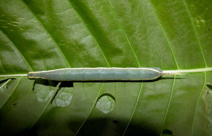 Figura 7. Larva <i>Xylophanes kaechi</i> (Sphingidae), en penúltimo estadío (PU), vista dorsal, localidad Quebrada Lajosa, Sector Del Oro ACG (400m). Voucher: 03-SRNP-15655-DHJ400936.jpg.