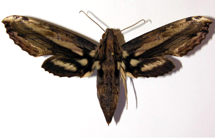 Figura 15. Adulto de <i>Xylophanes kaechi</i> (Sphingidae), hembra vista dorsal, localidad Montanya Figueres, Sector Rincon Rain Forest ACG (460m). Voucher: 04-SRNP-41298-DHJ95098.jpg.