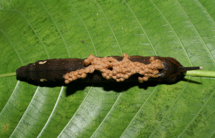 Figura 17. Larva mostrando capullos vista dorsal Braconidae <i>Microplitis francopupulini</i> de <i>Xylophanes kaechi</i> (Sphingidae), localidad Cabrera, Sector Pitilla ACG (500m). Voucher: 09-SRNP-30051-DHJ450802.jpg.