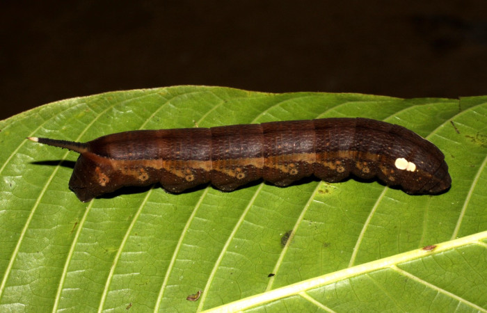 Figura 8 .Larva <i>Xylophanes kaechi</i> (Sphingidae), en último estadío (U), vista lateral, localidad San Lucas, Sector Rincon Rain Forest ACG (320m).. Voucher: 10-SRNP-41113-DHJ468825.jpg.