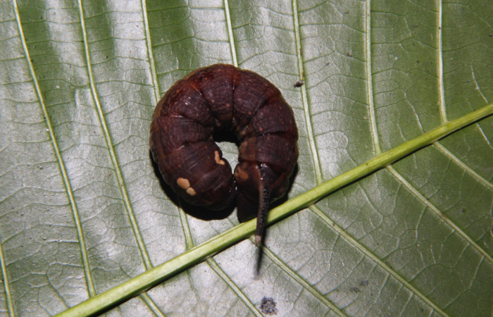 Figura 10. Larva <i>Xylophanes kaechi</i> (Sphingidae), en estado de prepupa, vista dorsal, localidad Sendero Manguera, Sector Pitilla ACG (470m). Voucher: 15-SRNP-26766-DHJ730342.jpg.
