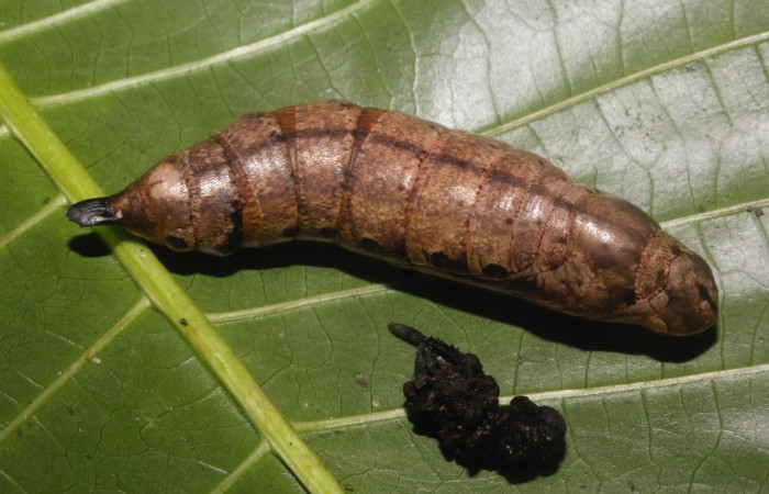 Figura 11. Pupa de <i>Xylophanes kaechi</i> (Sphingidae), vista lateral, localidad Sendero Granero, Sector Rincon Rain Forest ACG (349m). Voucher: 15-SRNP-26766-DHJ730345.jpg.