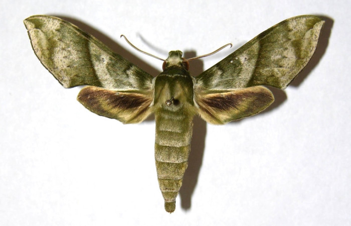 Fig. 10 Adulto <i> Xylophanes pistacina</i> (Sphingidae), vista dorsal mide 40mm. Quebrada  San Pancho, Sector Horizontes, 90 m. 05-SRNP-22330-DHJ319082.