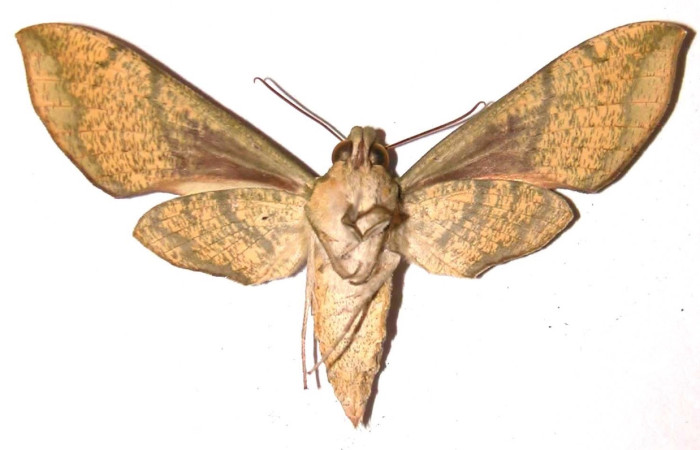 Fig. 2 Adulto <i> Xylophanes pistacina</i> (Sphingidae), vista dorsal mide 67mm.  Sendero Tigre, Sector El Hacha, 280 m. 02-SRNP-15584-DHJ91389.