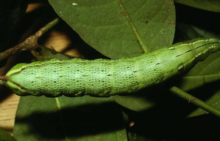 Fig. 8 Larva <i> Xylophanes pistacina</i> (Sphingidae), vista dorsal mide 82mm. Quebrada  San Pancho, Sector Horizontes, 90 m. 01-SRNP-2579-DHJ62779.jpg